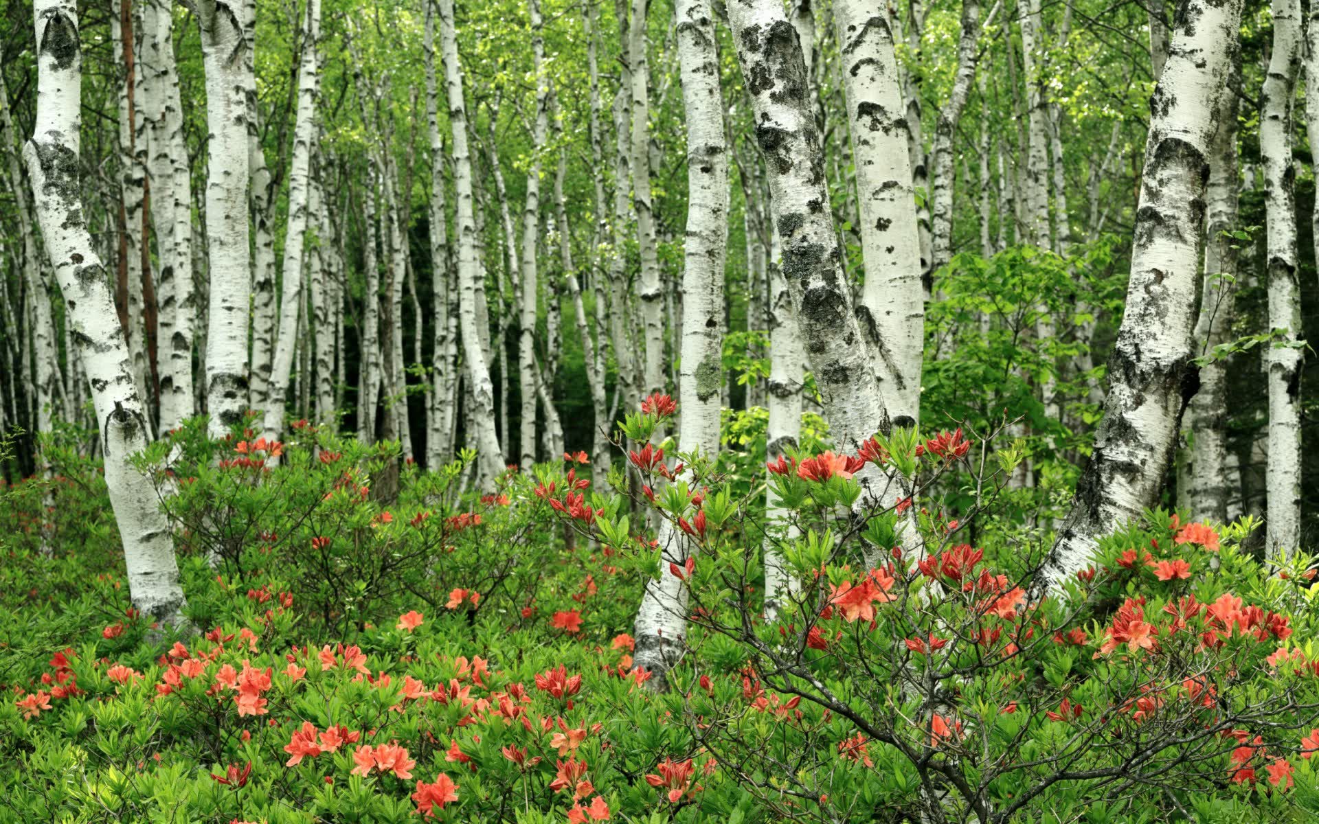 世界登山纪录挑战安全委员会成立：多方协同完善赛事规范，登山赛最高纪录